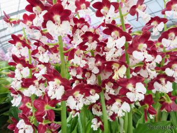 エビネ 蘭裕園 Ranyuen