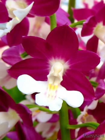 エビネ 蘭裕園 Ranyuen