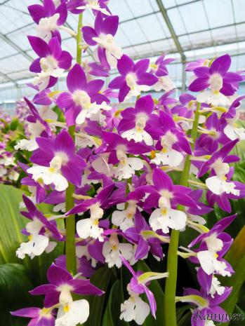 エビネ 蘭裕園 Ranyuen