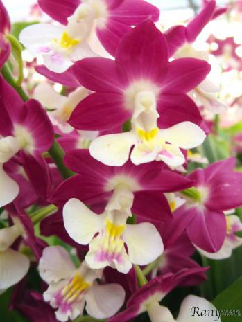 Calanthe Ranyuen