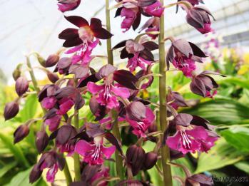 エビネ 蘭裕園 Ranyuen