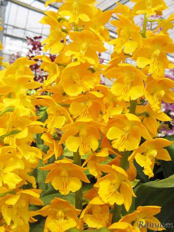 エビネ 蘭裕園 Ranyuen