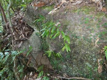 チケイラン 蘭裕園 Ranyuen