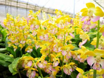 エビネ 蘭裕園 Ranyuen