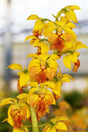 エビネ 蘭裕園 Ranyuen