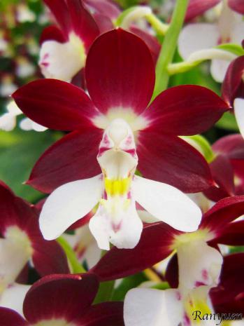 エビネ 蘭裕園 Ranyuen