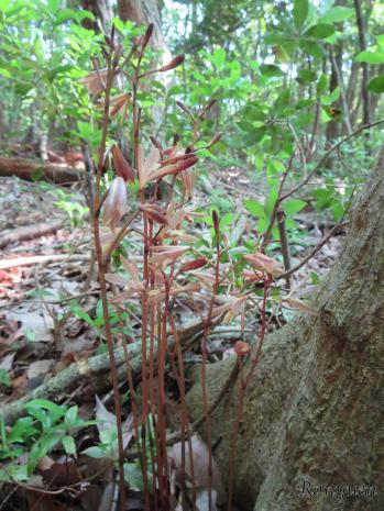 ムヨウラン 蘭裕園 Ranyuen