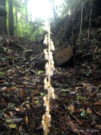 タシロラン 蘭裕園 Ranyuen