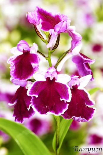 アワチドリ・夢ちどり 蘭裕園 Ranyuen