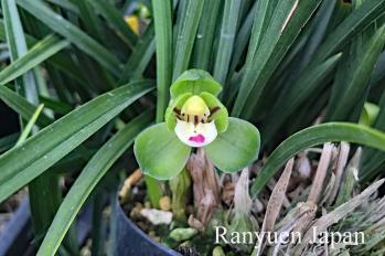 春蘭 蘭裕園 Ranyuen