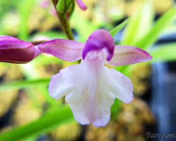 アワチドリ・夢ちどり 蘭裕園 Ranyuen