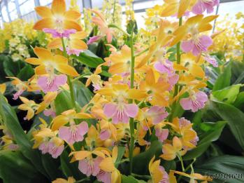 エビネ 蘭裕園 Ranyuen