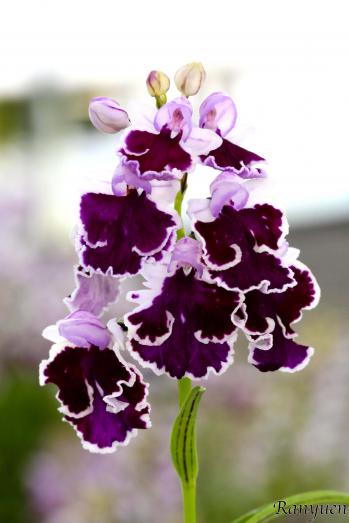 アワチドリ・夢ちどり 蘭裕園 Ranyuen