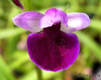 アワチドリ・夢ちどり 蘭裕園 Ranyuen