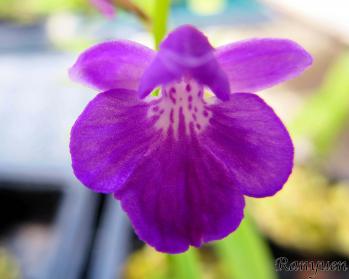 アワチドリ・夢ちどり 蘭裕園 Ranyuen