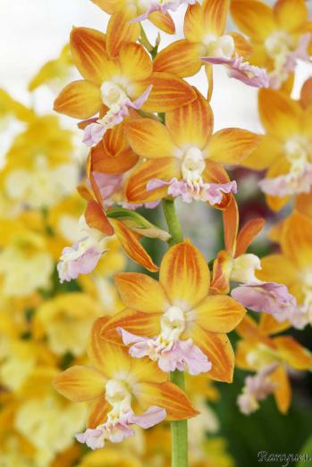 エビネ 蘭裕園 Ranyuen