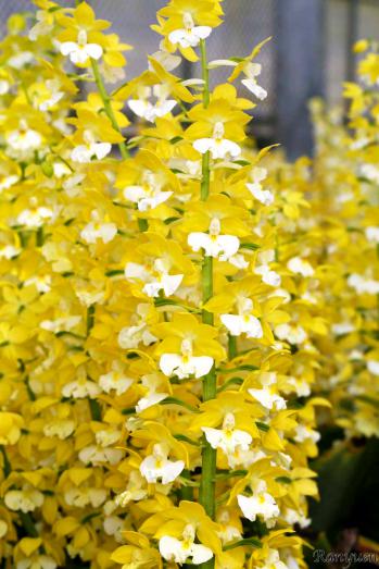 エビネ 蘭裕園 Ranyuen