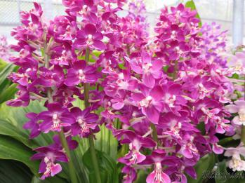 エビネ 蘭裕園 Ranyuen