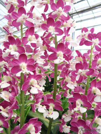 エビネ 蘭裕園 Ranyuen