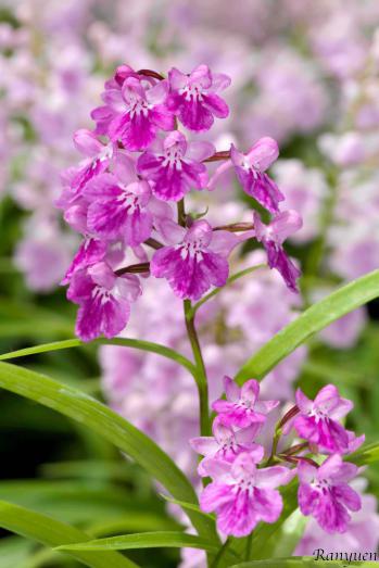 アワチドリ・夢ちどり 蘭裕園 Ranyuen