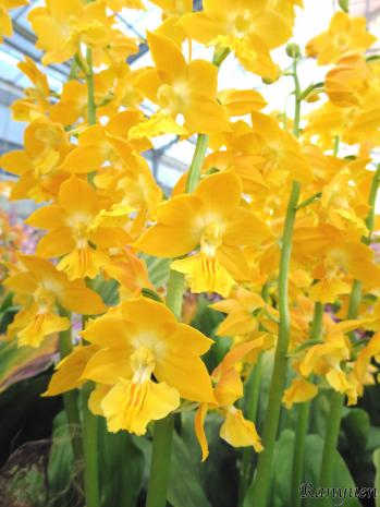 エビネ 蘭裕園 Ranyuen