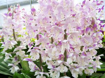 エビネ 蘭裕園 Ranyuen