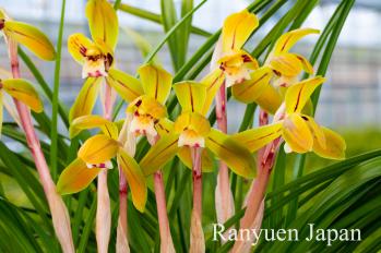 春蘭 蘭裕園 Ranyuen