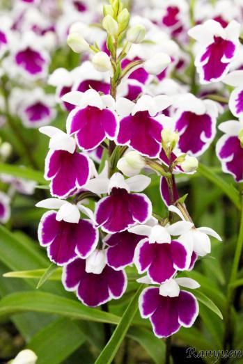 アワチドリ・夢ちどり 蘭裕園 Ranyuen