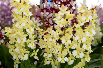 エビネ 蘭裕園 Ranyuen