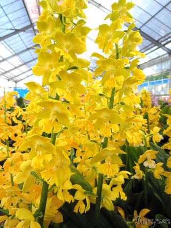 エビネ 蘭裕園 Ranyuen