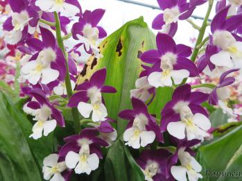 エビネ 蘭裕園 Ranyuen