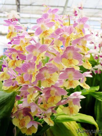 エビネ 蘭裕園 Ranyuen