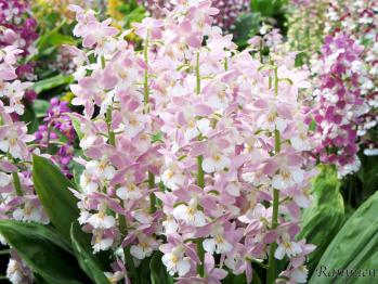 エビネ 蘭裕園 Ranyuen