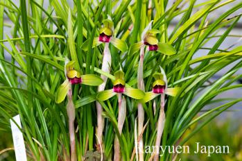 春蘭 蘭裕園 Ranyuen