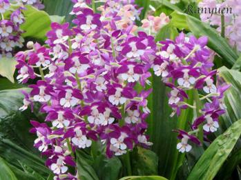 エビネ 蘭裕園 Ranyuen