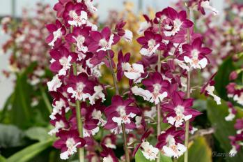 エビネ 蘭裕園 Ranyuen