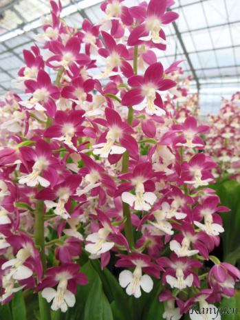 エビネ 蘭裕園 Ranyuen