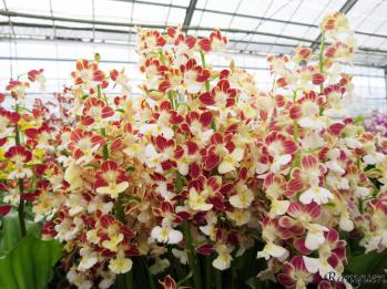 エビネ 蘭裕園 Ranyuen