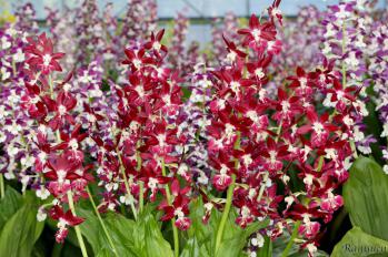 エビネ 蘭裕園 Ranyuen