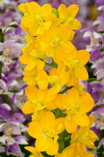 エビネ 蘭裕園 Ranyuen