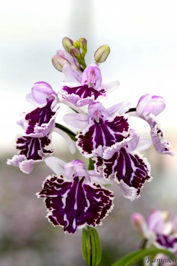 アワチドリ・夢ちどり 蘭裕園 Ranyuen