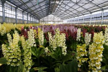 エビネ 蘭裕園 Ranyuen