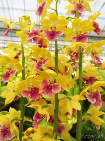 エビネ 蘭裕園 Ranyuen