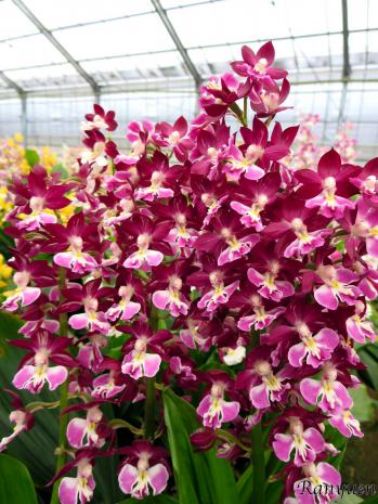 エビネ 蘭裕園 Ranyuen