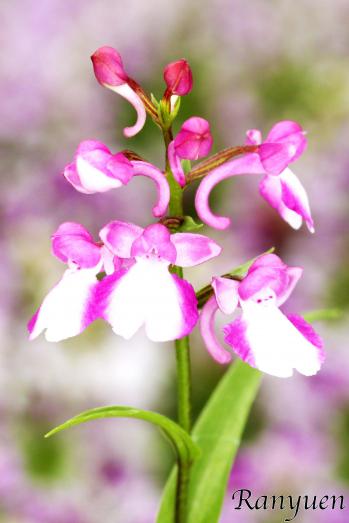 アワチドリ・夢ちどり 蘭裕園 Ranyuen