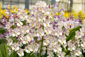 エビネ 蘭裕園 Ranyuen