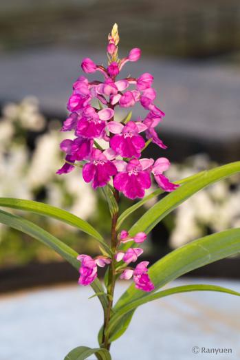 アワチドリ・夢ちどり 蘭裕園 Ranyuen
