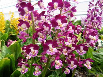 エビネ 蘭裕園 Ranyuen