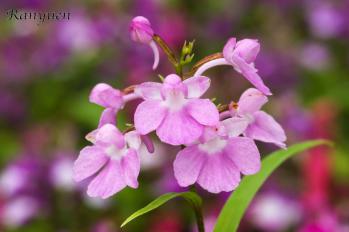 アワチドリ・夢ちどり 蘭裕園 Ranyuen