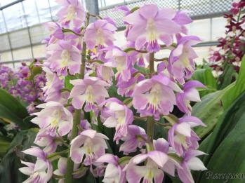 エビネ 蘭裕園 Ranyuen